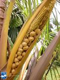 Cocos nucifera